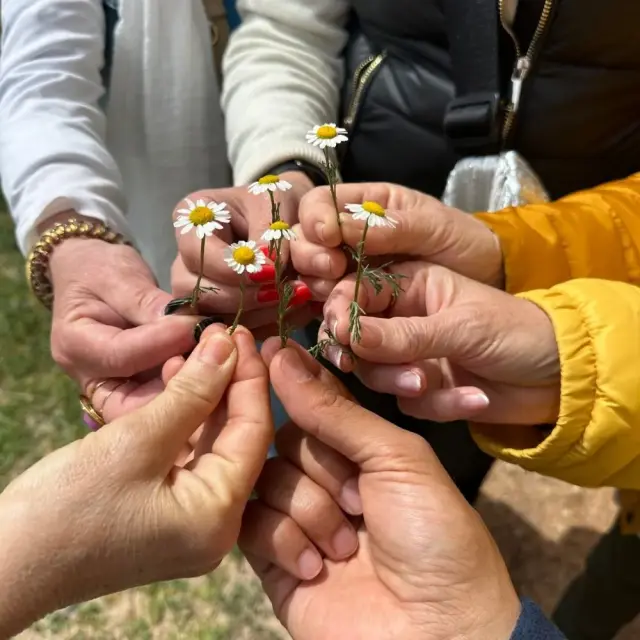 A bunch of daisies picked by the group