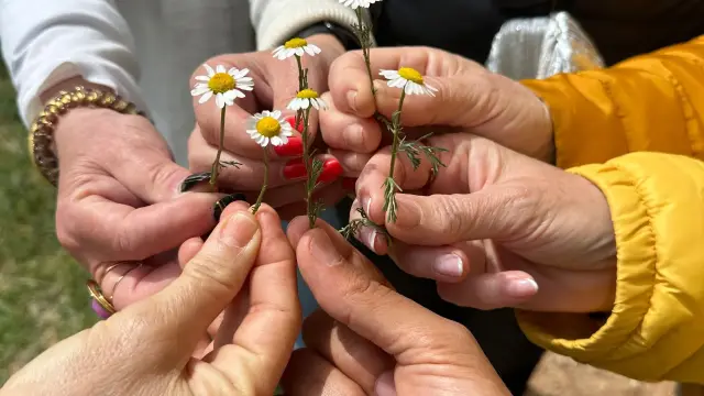 Picking tiny wild daisies with the group